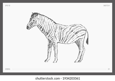 High detail hand drawn vector illustration of zebra, realistic drawing, sketch