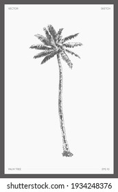 High detail hand drawn vector illustration of palm tree, realistic drawing, sketch