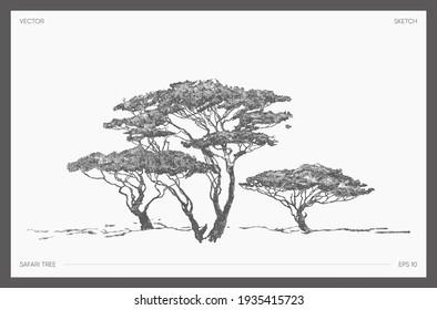 High detail hand drawn vector illustration of safari tree, realistic drawing of acacia, sketch