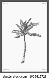 High Detail Hand Drawn Vector Illustration Of Palm Tree, Realistic Drawing, Sketch