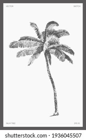 High detail hand drawn vector illustration of palm tree, realistic drawing, sketch