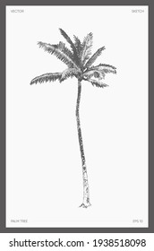 High Detail Hand Drawn Vector Illustration Of Palm Tree, Realistic Drawing, Sketch