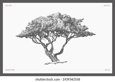 High detail hand drawn vector illustration of safari tree, realistic drawing of acacia, sketch
