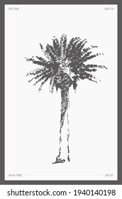 Ilustración vectorial de gran detalle dibujada a mano de palmera, dibujo realista, esbozo