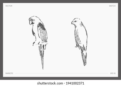 High detail hand drawn vector illustration of parrot, realistic drawing, sketch