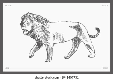 High detail hand drawn vector illustration of lion, realistic drawing, sketch