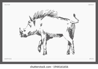 High detail hand drawn vector illustration of warthog, realistic drawing, sketch