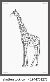 High detail hand drawn vector illustration of giraffe, realistic drawing, sketch