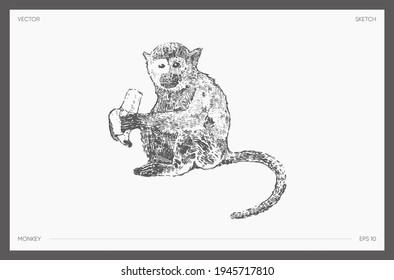 High detail hand drawn vector illustration of sitting monkey with banana, realistic drawing, sketch