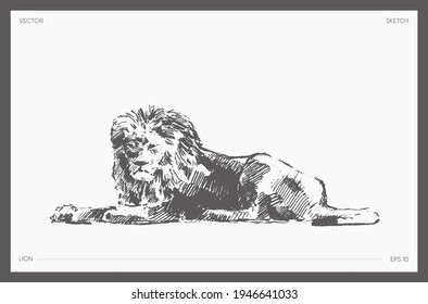 High detail hand drawn vector illustration of lion, realistic drawing, sketch