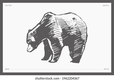 High detail hand drawn vector illustration of bear, realistic drawing, sketch