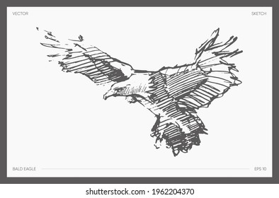 High detail hand drawn vector illustration of bald eagle, realistic drawing, sketch