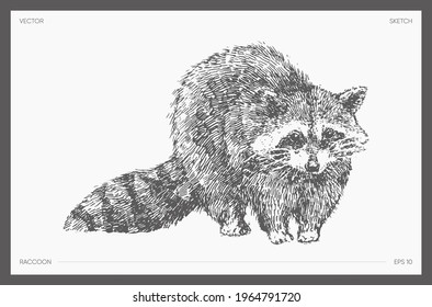 High detail hand drawn vector illustration of raccoon, realistic drawing, sketch