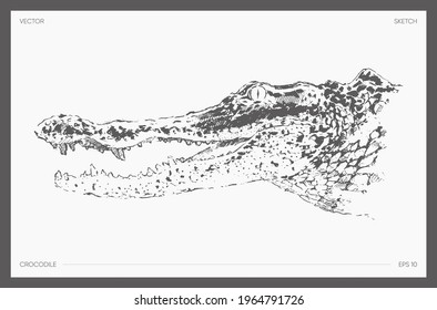 High detail hand drawn vector illustration of head of alligator, crocodile, realistic drawing, sketch