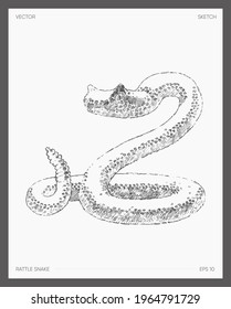 High detail hand drawn vector illustration of rattle snake, realistic drawing, sketch