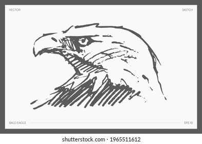 High detail hand drawn vector illustration of head of bald eagle, realistic drawing, sketch
