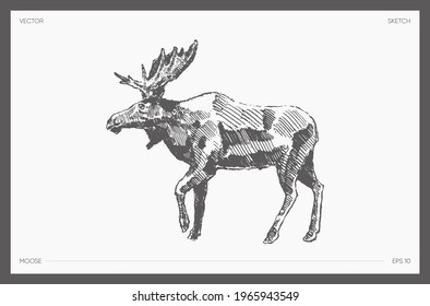 High detail hand drawn vector illustration of moose, realistic drawing, sketch