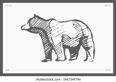 High detail hand drawn vector illustration of bear, realistic drawing, sketch