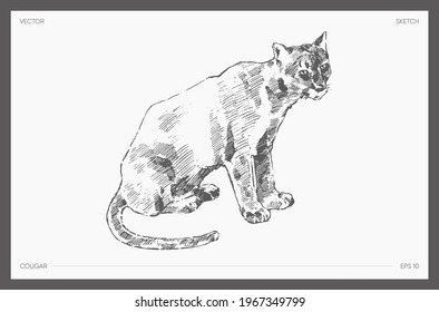 High detail hand drawn vector illustration of cougar, realistic drawing, sketch