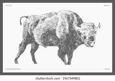 High detail hand drawn vector illustration of American buffalo, bison, realistic drawing, sketch
