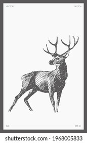 High detail hand drawn vector illustration of elk, wapiti, deer, realistic drawing, sketch