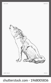 High detail hand drawn vector illustration of grey wolf, realistic drawing, sketch