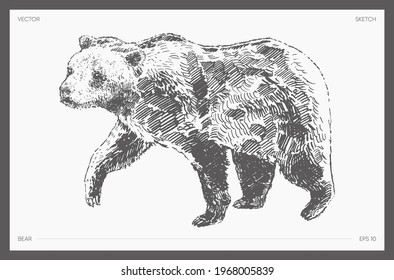 Ilustración vectorial de gran detalle dibujada a mano del oso, dibujo realista, esbozo