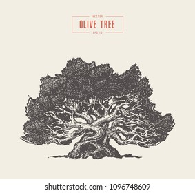 High detail illustration of an old olive tree, hand drawn, vector
