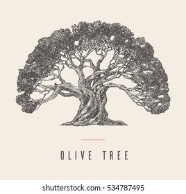 High detail illustration of an old olive tree, hand drawn, vector