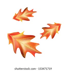 High detail realistic vector of red oak leaf in autumn fall