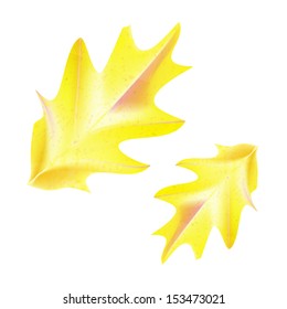 High detail realistic vector of yellow oak leaf in autumn fall