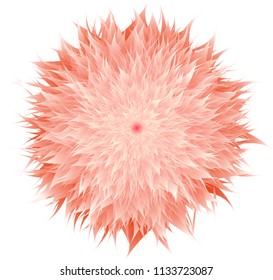 high detail of red orange flower vector and illustration 