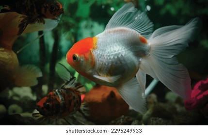 High detail vector goldfish swimming in the aquarium with clear water, looks very beautiful illustration