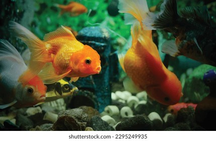 High detail vector goldfish swimming in the aquarium with clear water, looks very beautiful illustration