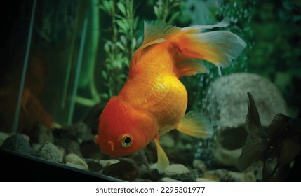 High detail vector goldfish swimming in the aquarium with clear water, looks very beautiful illustration