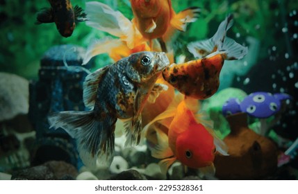 High detail vector goldfish swimming in the aquarium with clear water, looks very beautiful illustration