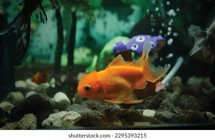 High detail vector goldfish swimming in the aquarium with clear water, looks very cute and beautiful illustration