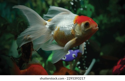High detail vector goldfish swimming in the aquarium with clear water, looks very cute and beautiful illustration