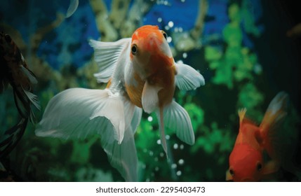 High detail vector goldfish swimming in the aquarium with clear water, looks very cute and beautiful illustration
