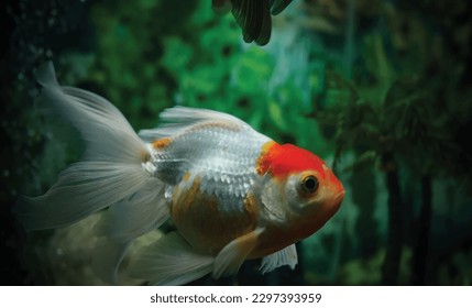 High detail vector goldfish swimming in the aquarium with clear water, looks very cute and very beautiful illustration