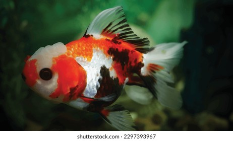 High detail vector goldfish swimming in the aquarium with clear water, looks very cute and very beautiful illustration