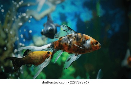 High detail vector goldfish swimming in the aquarium with clear water, looks very cute and very beautiful illustration
