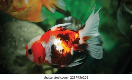 High detail vector goldfish swimming in the aquarium with clear water, looks very cute and very beautiful illustration