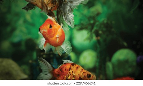High detail vector goldfish swimming in the aquarium with clear water, looks very cute and very beautiful illustration