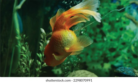 High detail vector goldfish swimming in the aquarium with clear water, looks very cute and very beautiful color illustration