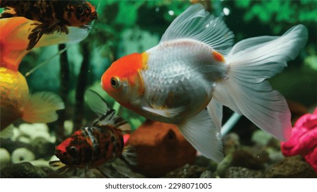 High detail vector goldfish swimming in the aquarium with clear water, looks very cute and very beautiful color illustration