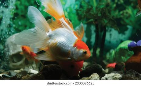 High detail vector goldfish swimming in the aquarium with clear water, looks very cute and very beautiful color illustration