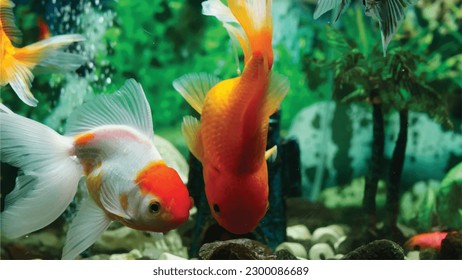 High detail vector goldfish swimming in the aquarium with clear water, looks very cute and very beautiful color illustration