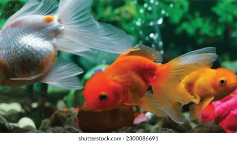 High detail vector goldfish swimming in the aquarium with clear water, looks very cute and very beautiful color illustration