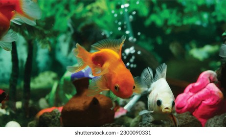 High detail vector goldfish swimming in the aquarium with clear water, looks very cute and very beautiful color illustration